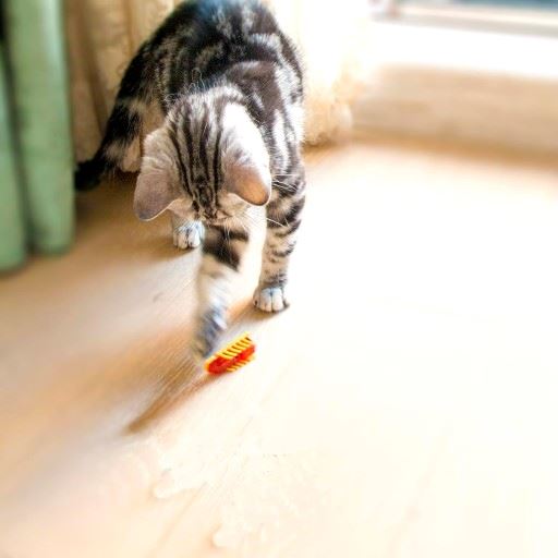 Jouet pour Chat - MiniInsecteToy™ - Scarabée Jaune - Le Monde Des Chats Mignons